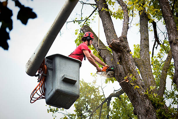 Best Commercial Tree Services  in Hlsboro, IL